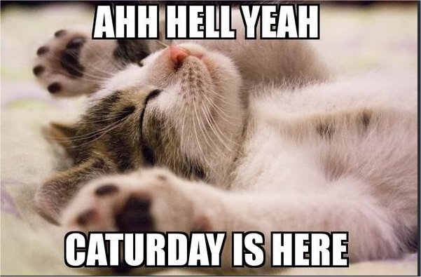 caturday h y majorgeeks.jpg